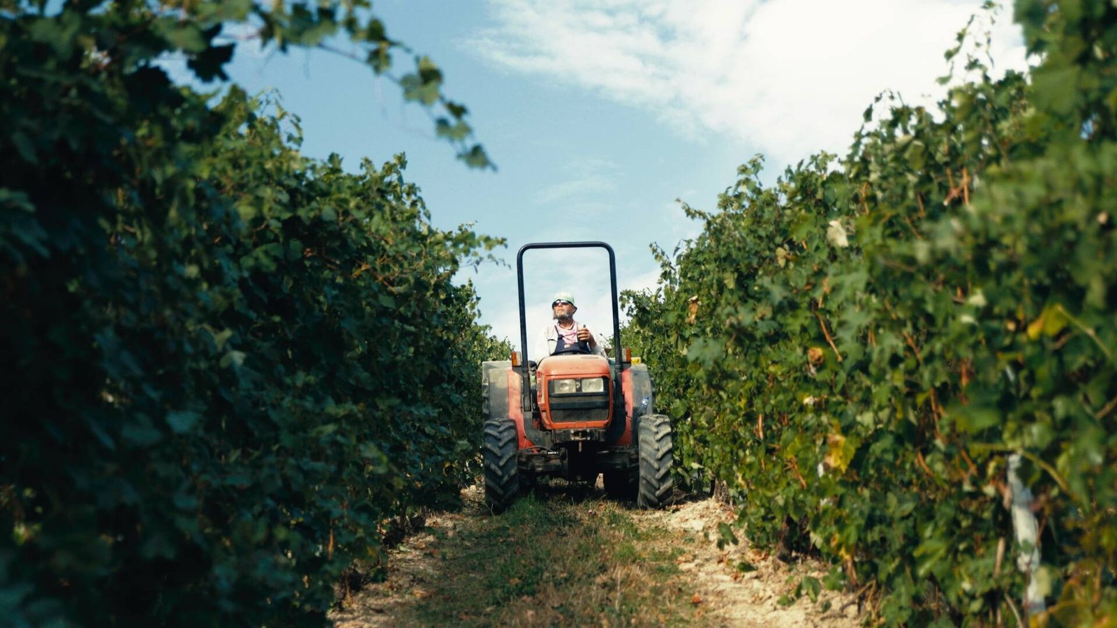 San Timorasso The Colli Tortonesi and Derthona Wine Documentary Film By Andrea Mignolo