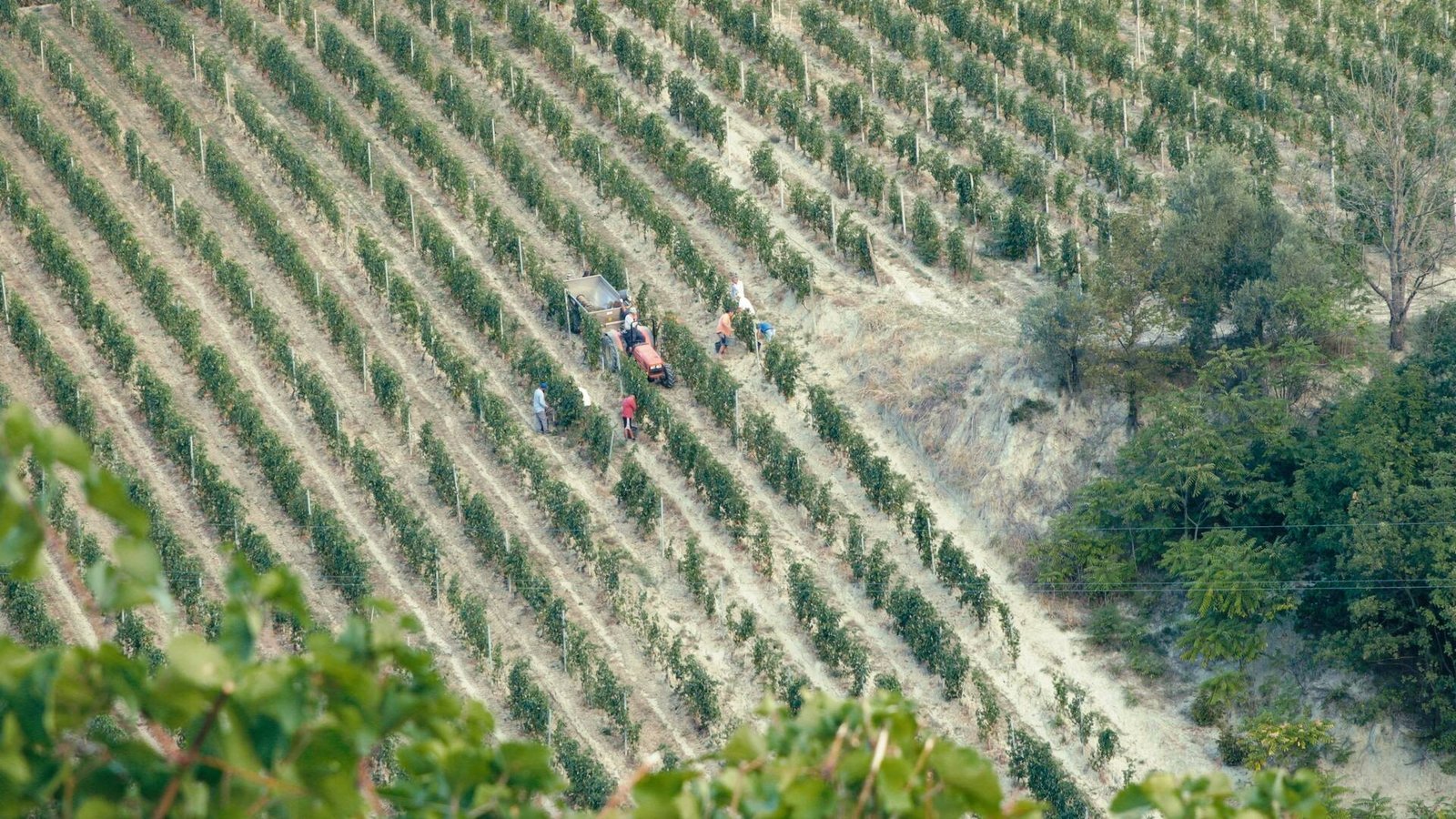 San Timorasso The Colli Tortonesi and Derthona Wine Documentary Film By Andrea Mignolo