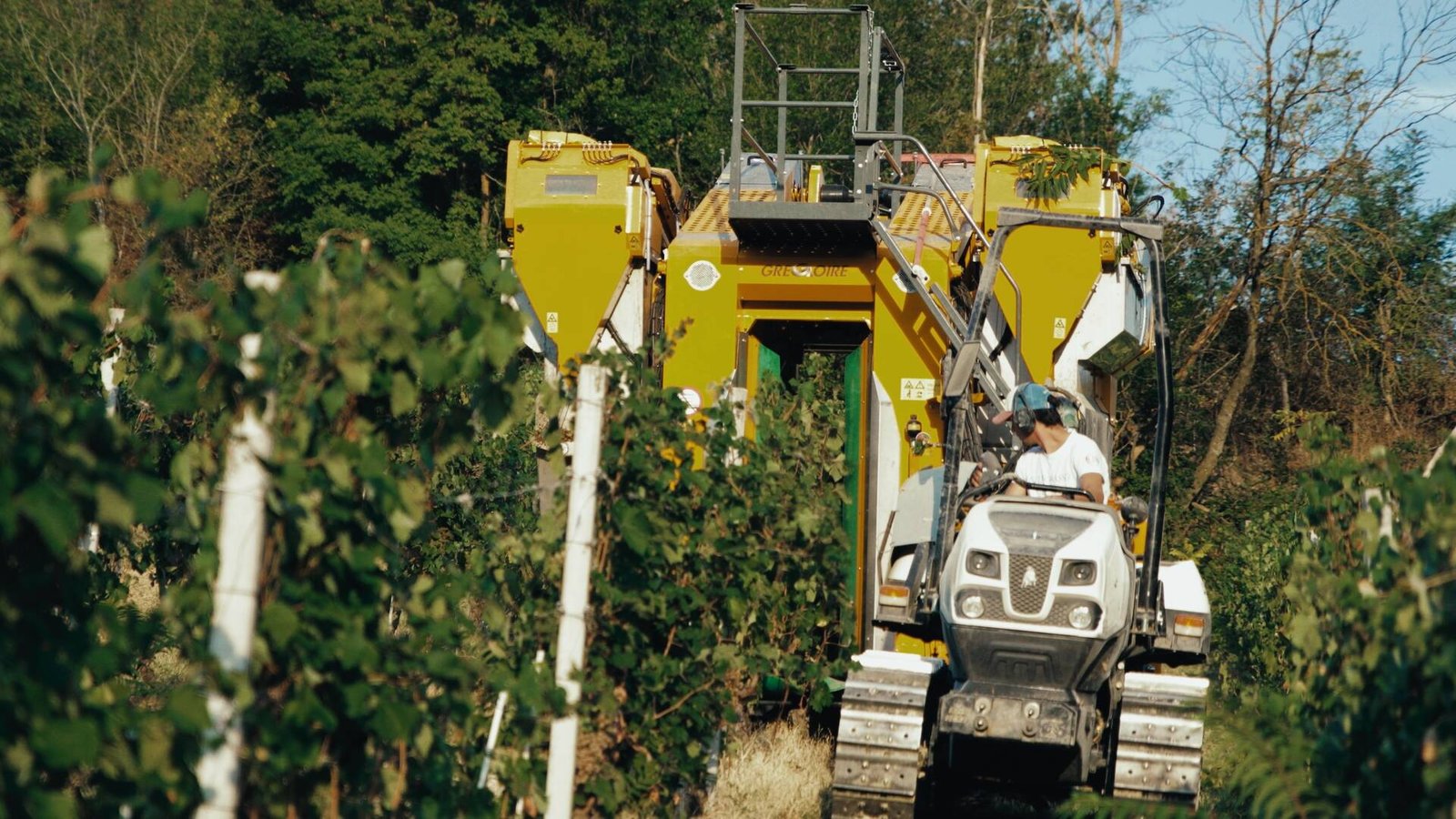 San Timorasso The Colli Tortonesi and Derthona Wine Documentary Film By Andrea Mignolo