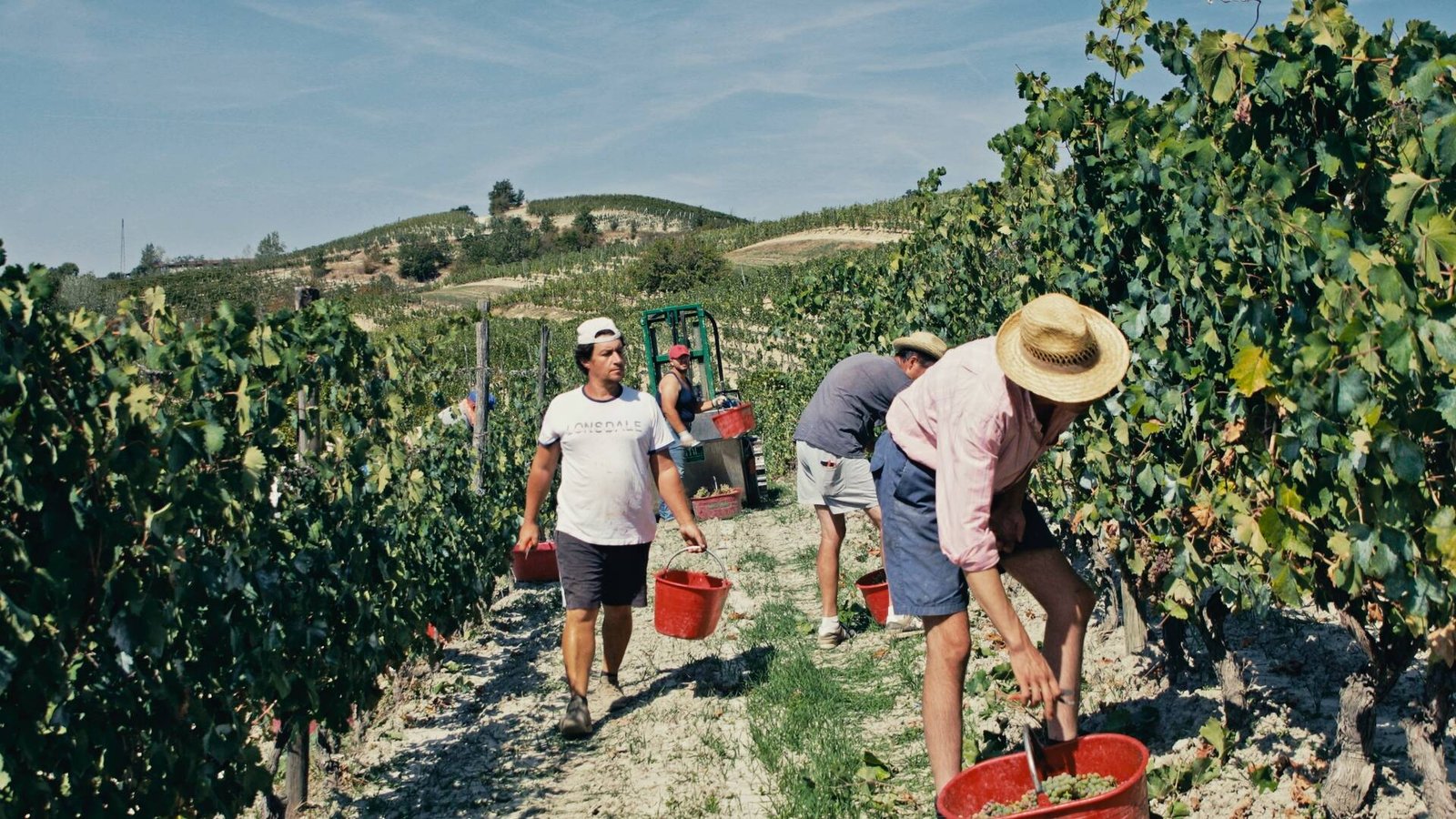 San Timorasso The Colli Tortonesi and Derthona Wine Documentary Film By Andrea Mignolo